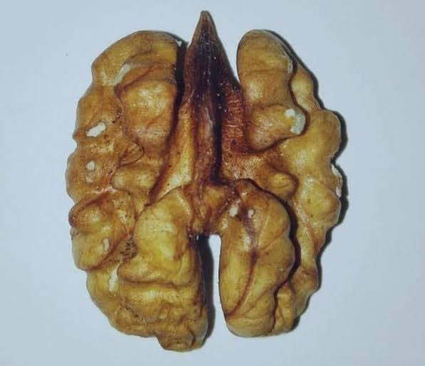 tavernofterrors's tweet photo. @s8n I smoke after every failure so my lungs look like this https://t.co/MQAJ1FagCb