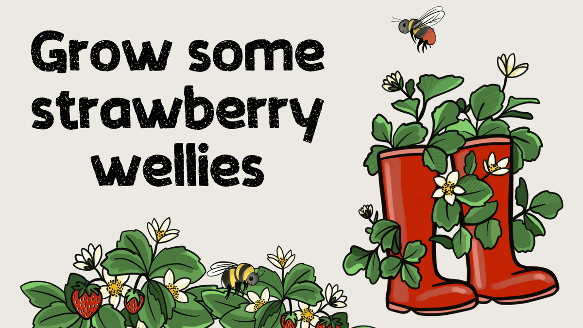 Growing your own doesn't have to mean investing in specialised equipment. This #GrowingToEat week, you could give growing strawberries a go. This versatile plant can grow in all sorts of containers – including welly boots! 🍓👢 fflgettogethers.org/media/q5lfic2f…