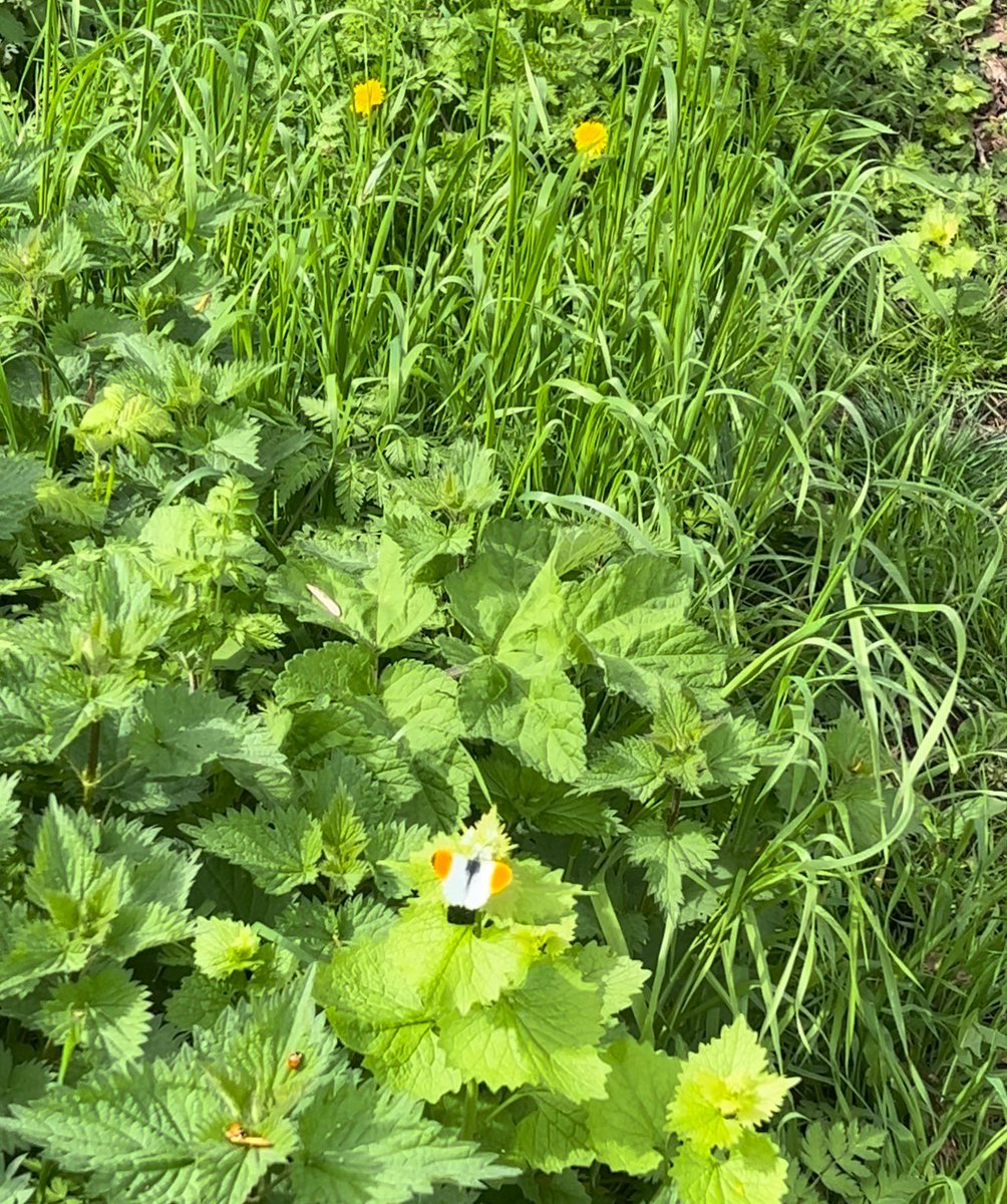 1982loula's tweet photo. Meant to be a run but was basically just a βrun- stop and take pictures of butterflies- run againβ session π #running #springisspringing https://t.co/lMfyC5H5zl