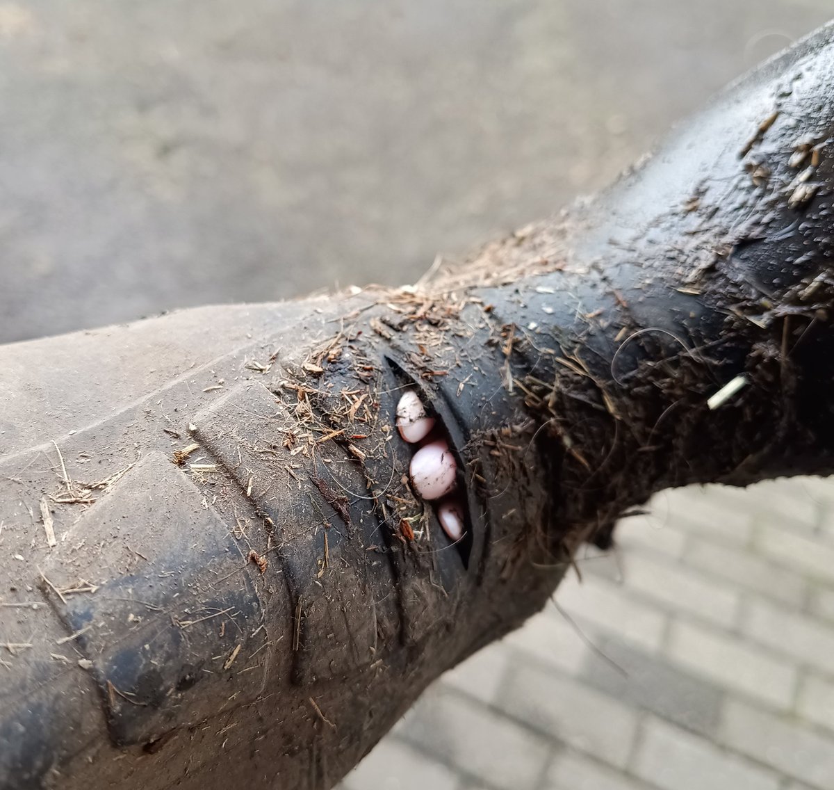 every so often..i got wet feet..i couldn't work it out. Ive a sneaky little slot in my good wellies 🤬😭😭..so its time for the contact adhesive and a patch.