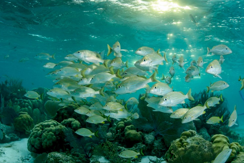 protectedplanet's tweet image. New study highlights the challenges facing marine protected areas (#MPAs) in rebuilding fish populations, crucial for global biodiversity. Strong enforcement, effective management, and climate-conscious site selection are key to MPA success. 🐡🐟
eu1.hubs.ly/H08t2Ff0