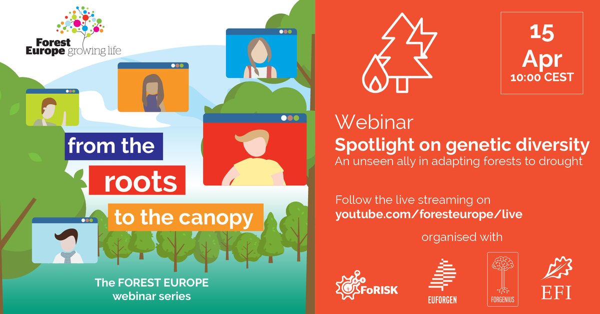 How does #drought stress vary among species, populations, & individual trees? How do we understand the #genetic bases of such variation? This @FORESTEUROPE, @FORGENIUS_EU, & @EUFORGEN webinar will address these questions 🌿🧬 Watch it on 15 April! ➡️ youtube.com/foresteurope/l…