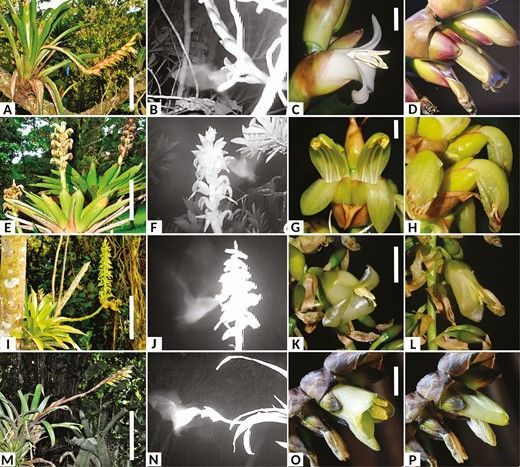 🌿🦇 New article in @AoB_PLANTS on the role of selfing in Bromeliaceae species from Costa Rica, relying on specialized vertebrate pollinators. Full #openaccess 👉 bit.ly/3vEhoDu #PlantScience #EvolutionaryBiology