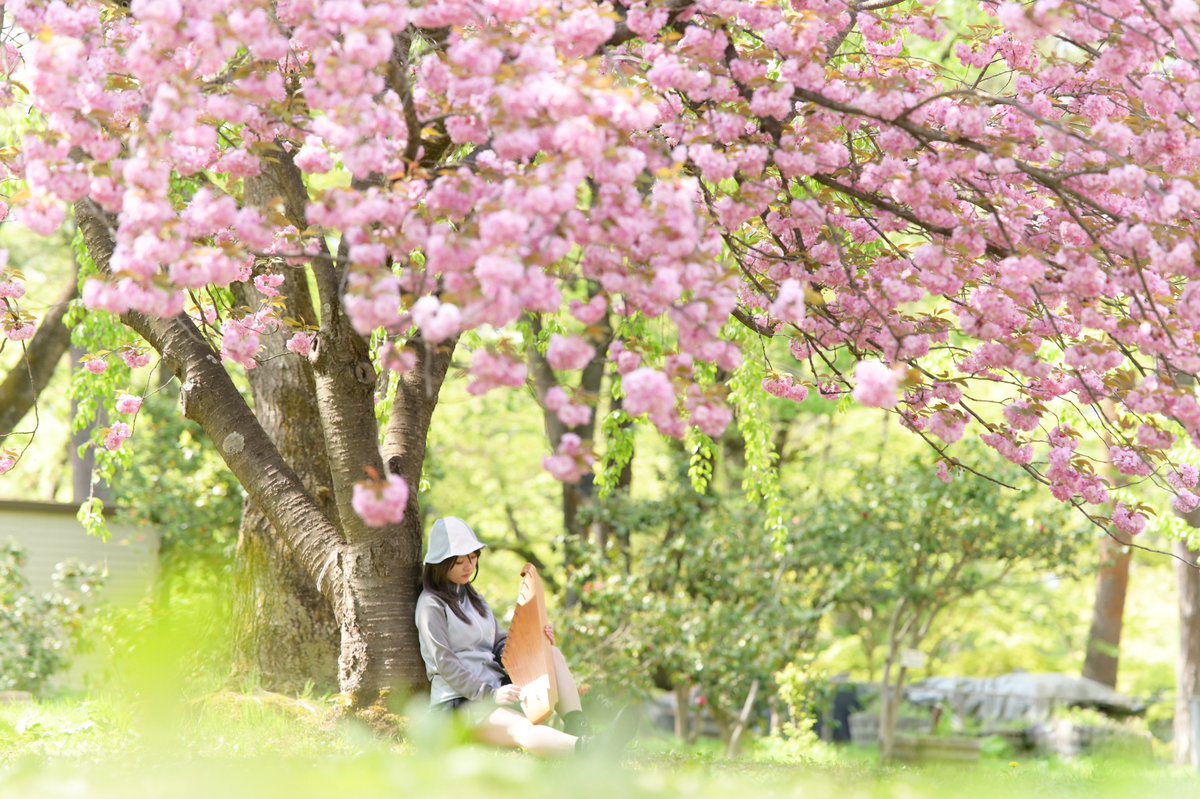 また桜と一緒に撮影できるといいな