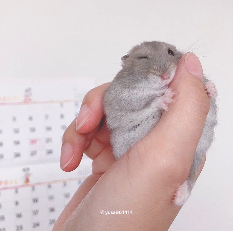 ハムスターに親指をあたえると
抱きついてくれるよね☺️🐹💕

#ハムスター