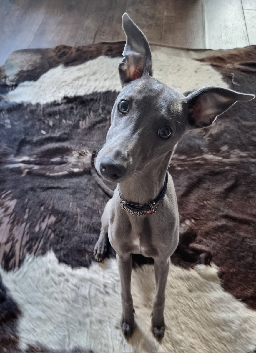 Lisa (@lisainav) on Twitter photo Happy National Pet Day everyone! πΎ Meet the dynamic duo of cuteness from my home - Lyla and Thor! At <a href="/BenQBusinessUK/">BenQ UK Business and Education Solutions π¬π§</a>, we celebrate our furry friends with a dedicated Pets channel on Teams, its my favourite channel! #NationalPetDay #BenQpets πΆπ± Happy National Pet Day everyone! πΎ Meet the dynamic duo of cuteness from my home - Lyla and Thor! At <a href="/BenQBusinessUK/">BenQ UK Business and Education Solutions π¬π§</a>, we celebrate our furry friends with a dedicated Pets channel on Teams, its my favourite channel! #NationalPetDay #BenQpets πΆπ±