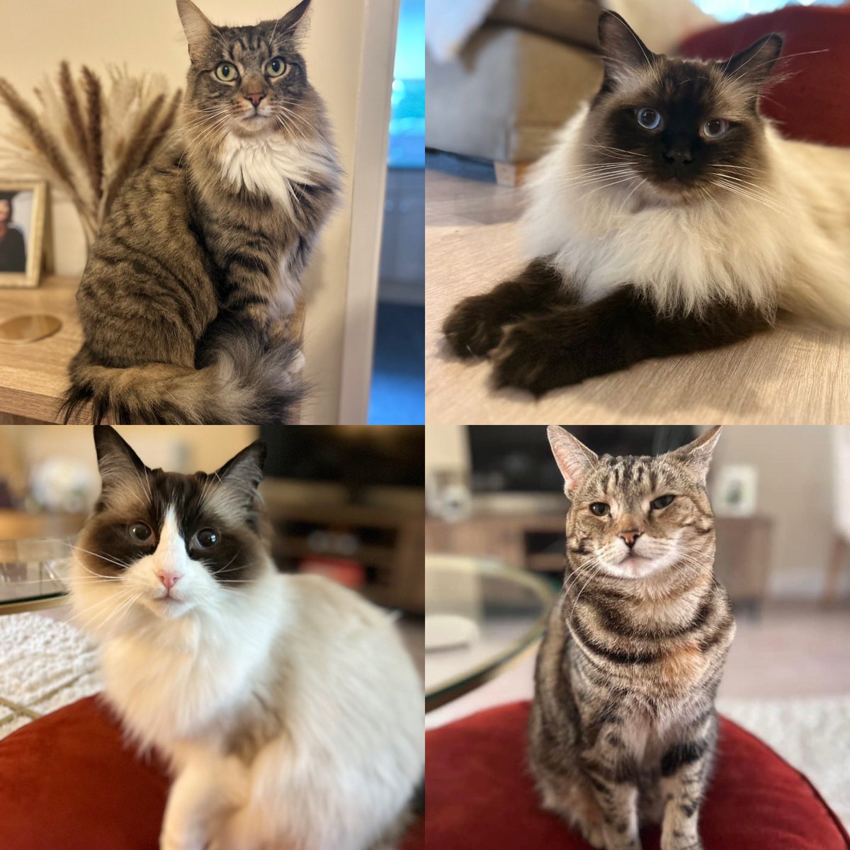 Happy #NationalPetDay from my furry brood to yours! ❤️