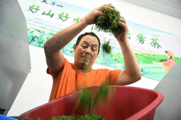 It is now the spring tea picking season. In Damao Mountain, Dexing City, Jiangxi Province, which is nearly 1,000 meters above sea level, tea-picking farmers climbed up to the steep mountain to pick wild spring tea leaves.
#tea #jiangxi #shangrao #teapicking #teaculture