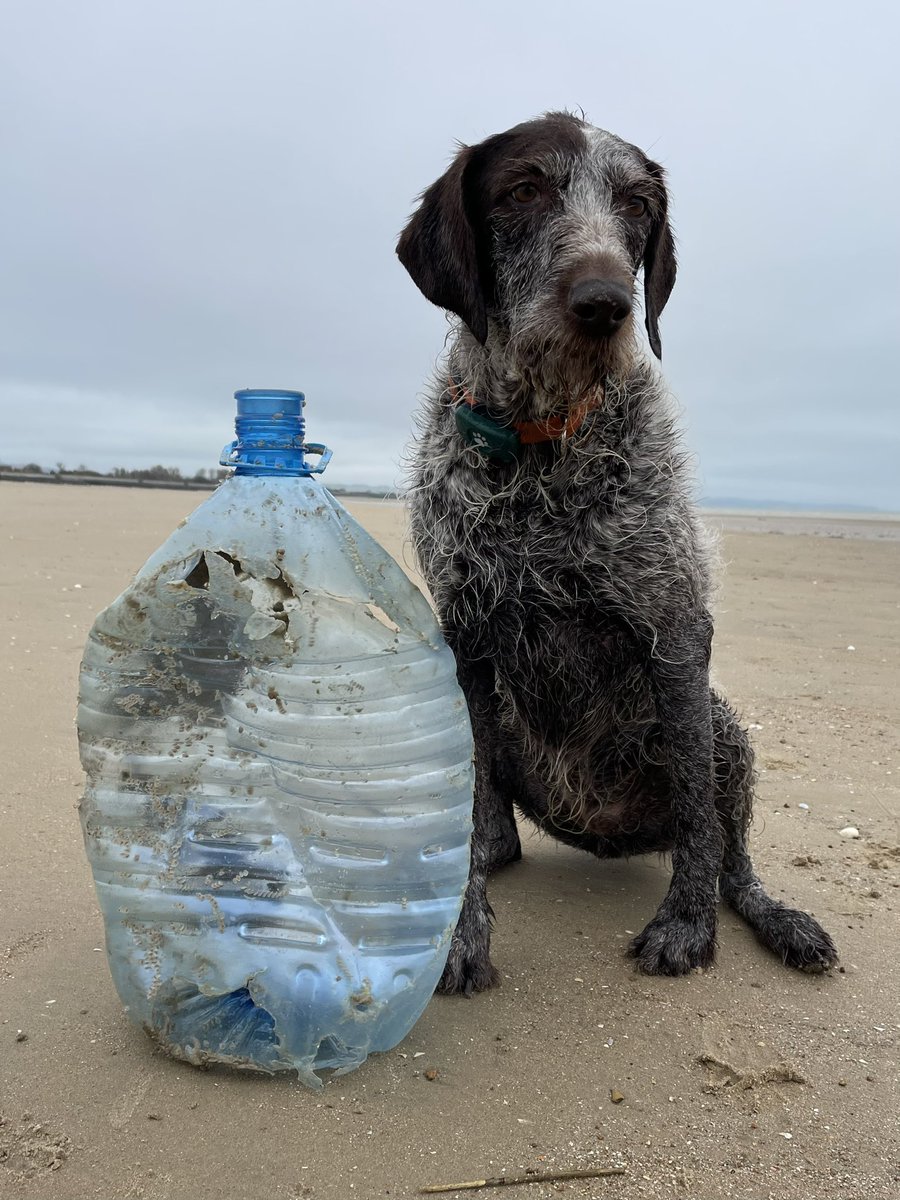 Huge water bottle from our beach clean & I’m not little #beachclean #plastic #bottle #help #adventure #outdoors #fun #morning #dog #dogsofinstagram #dogsoftwitter