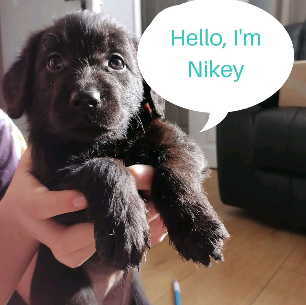 SUDEP took Nikey aged 23. Far too young. She lived her life to the fullest she could, despite having up to 300 seizures per month.

Now, in memory of their daughter, Nikey's parents sponsor a puppy in training. What a beautiful thing they are doing. 💜

#NationalPetDay