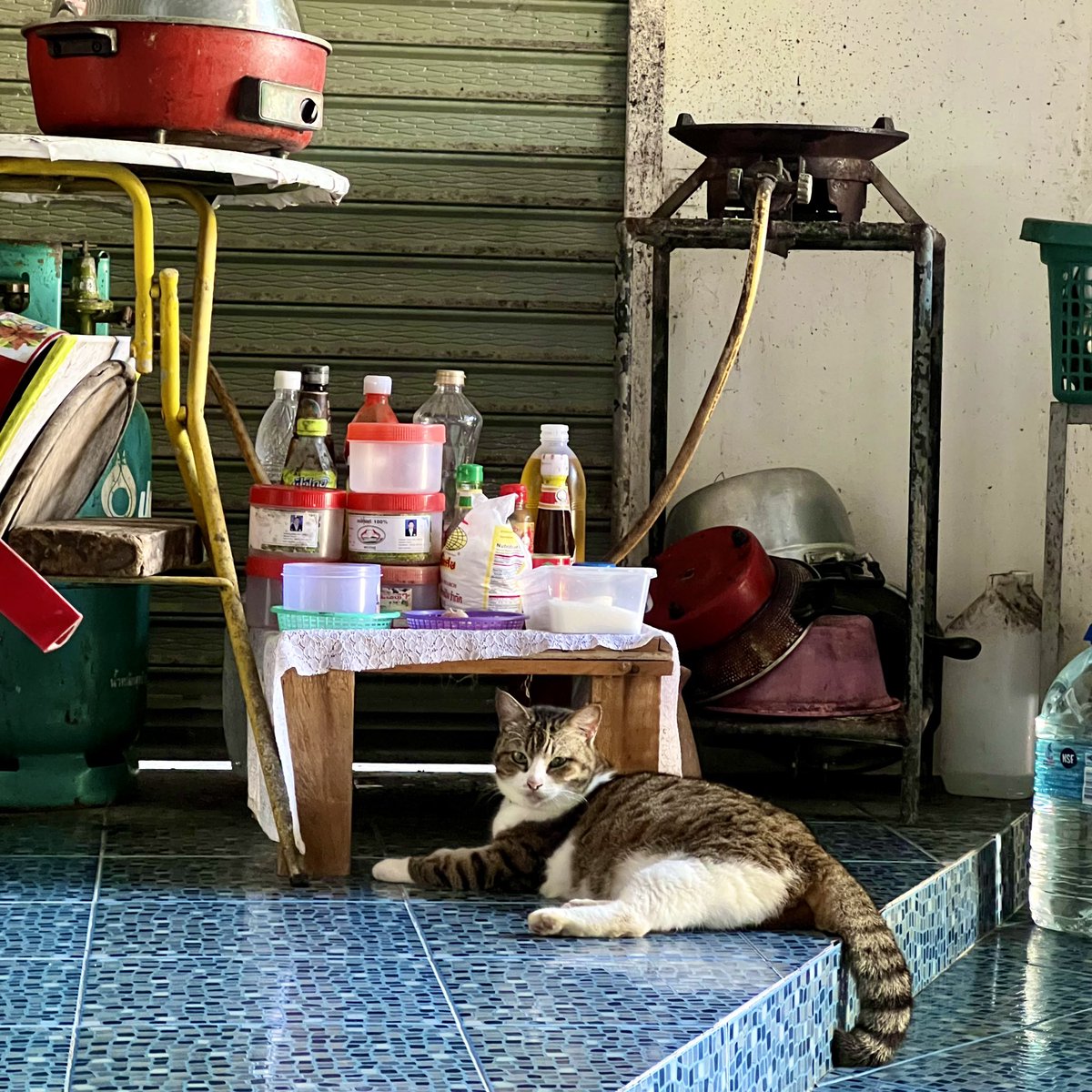 madammiyu's tweet photo. ソンクラン休暇2024は
タイのリペ島で過ごします🏝️
この子は泊まったホテルの
住み込みハウスキーパーさんが飼ってる
ふくよか猫さん🐈
お正月来た時と同じ場所にいるのな🫵🏻🤣
この子がいてくれるから
猫禁断症状にはならなくてすみそう😮💨
#KoLipe #เกาะหลีเป๊ะ #จังหวัดสตูล #タイ #リペ島 #タイ猫 https://t.co/MnrWIq2ZaV