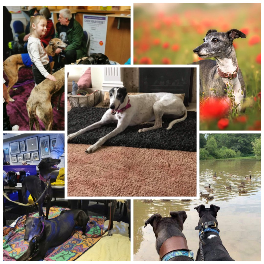 It's National Pet Day 🐾🐾 Greyhounds are often celebrated for their sleek, aerodynamic build and explosive speed. But beyond their athletic prowess lies a gentle, affectionate nature that make them excellent pets for families. 😍🐾 #greyhoundsmakegreatpets #retirednotrescued