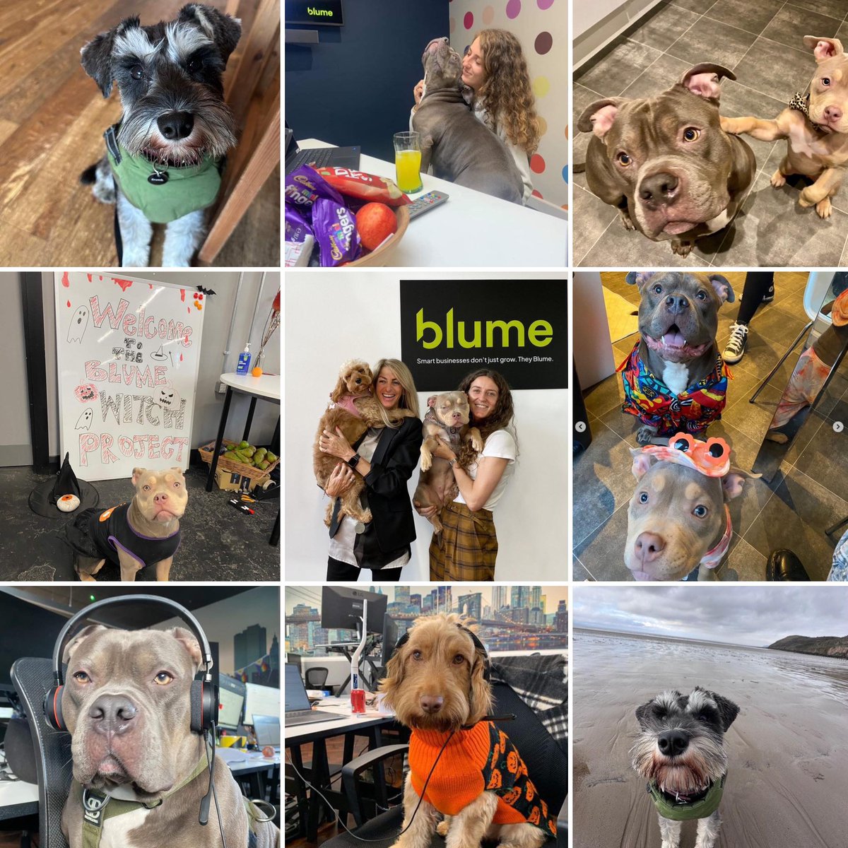 Happy #NationalPetDay🐶 At @blumeuk office dogs have always been part of the team, & will continue to be as we transition to our new office at Egerton House, @towers_didsbury Pic features office pups Elvis, Sonny, Orbie, Betty, and Lola. 💕 #officedogs #culture #team #dogs