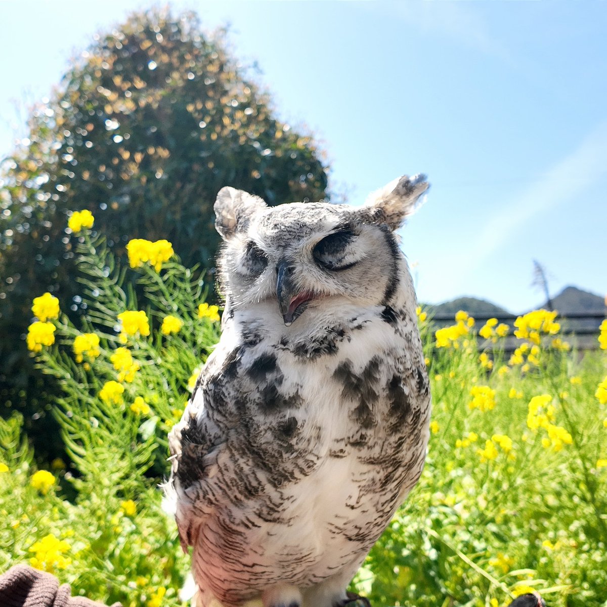 春の風を全身で感じているフクロウ🦉