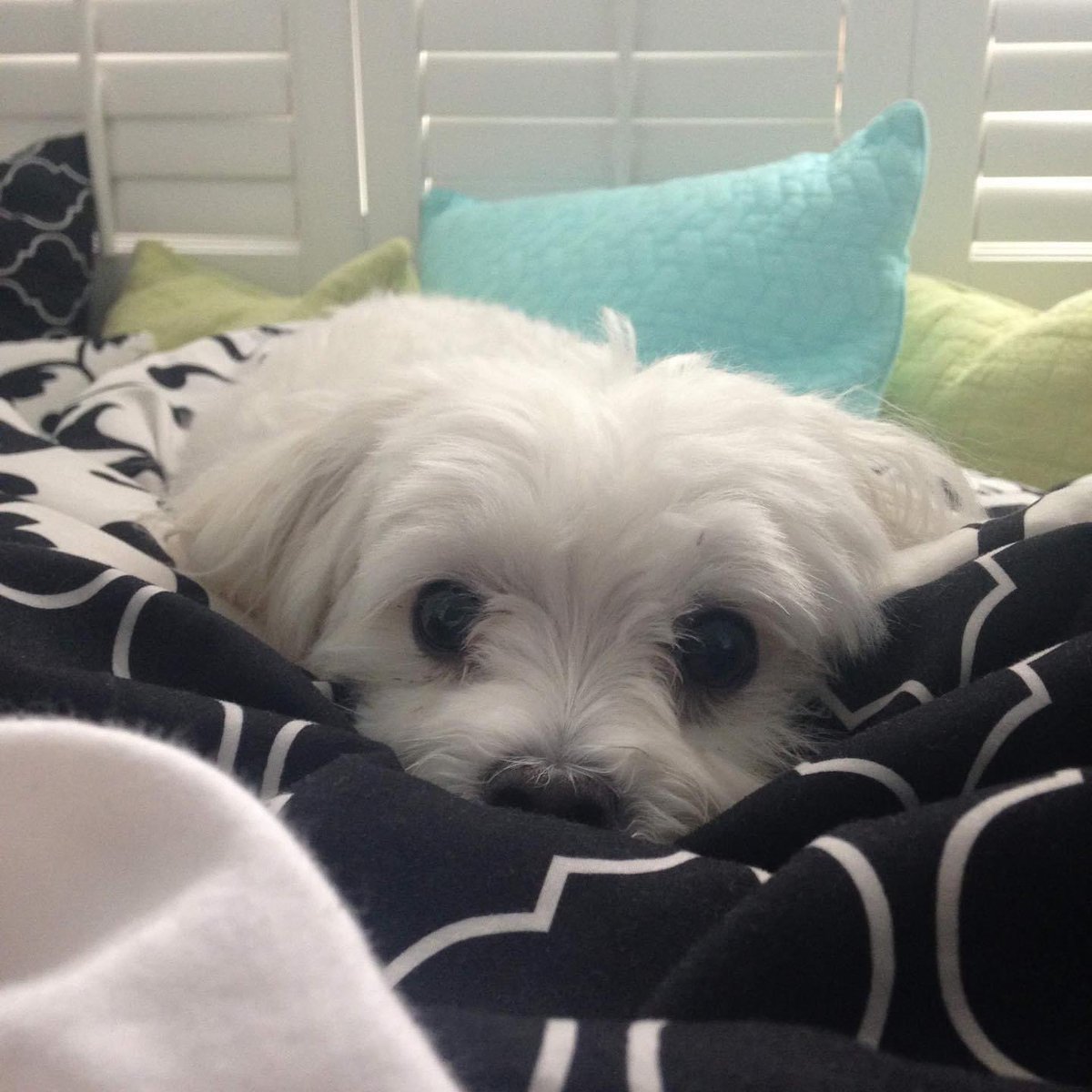 Simply, Milo ❤️
#NationalPetDay 
#gooddaydc