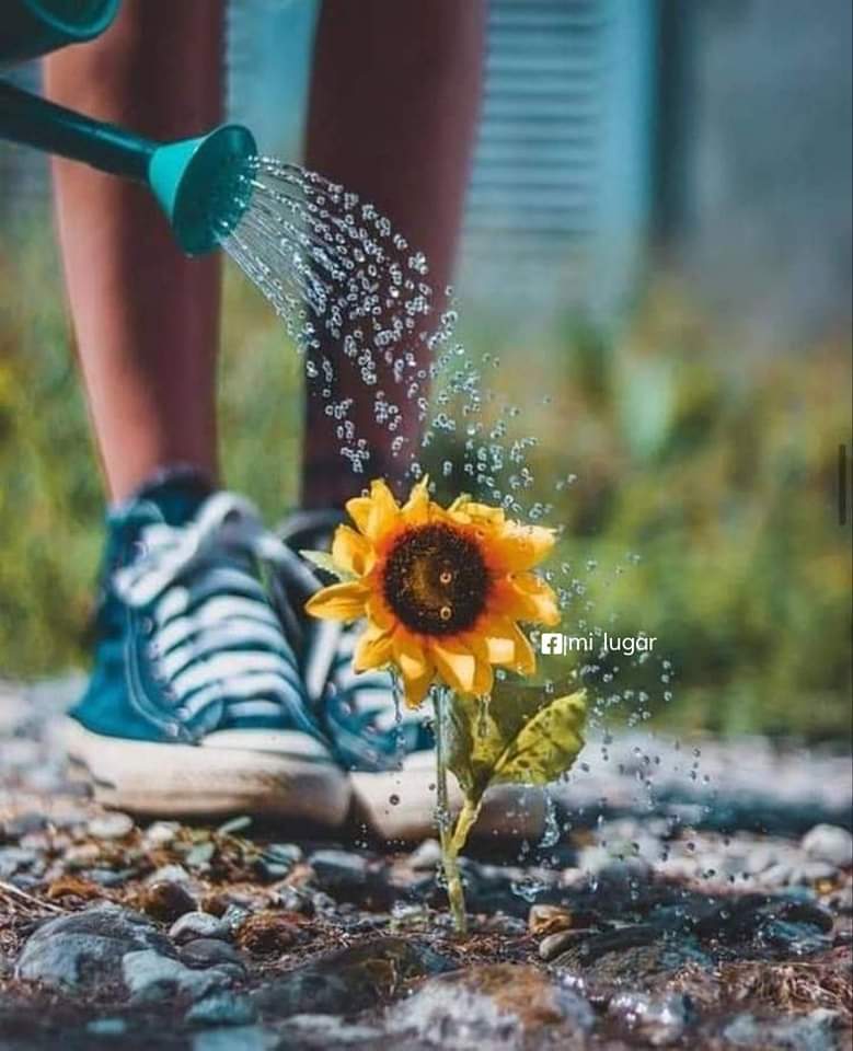 🌻 Si en tu camino quieres encontrar amor, amistad, ternura y sonrisas, debes llevarlos en ti. Me gusta el respeto q no hace falta pedir y la consideración q no hace falta exigir. #FelizJuevesATodos Gente Bella🌻 Hagamos camino al 👣❤️ #DeZurdaTeam @GenvieveMx @Titomara4 #Cuba