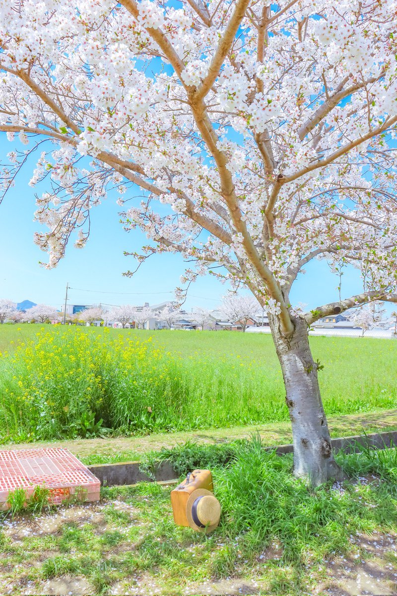 Sorani___Ao's tweet photo. 春を迎えに行く。 https://t.co/FOyG8ic7cI