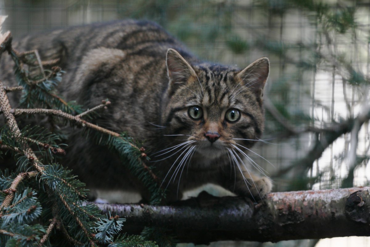 Wildcats have a long history in Scottish culture and mythology, revered and even feared because of folklore surrounding them 🐱 Now, wildcats are on the brink of extinction in Britain. Our charity leads the @SaveOurWildcats partnership, aiming to restore wildcats in Scotland 💙