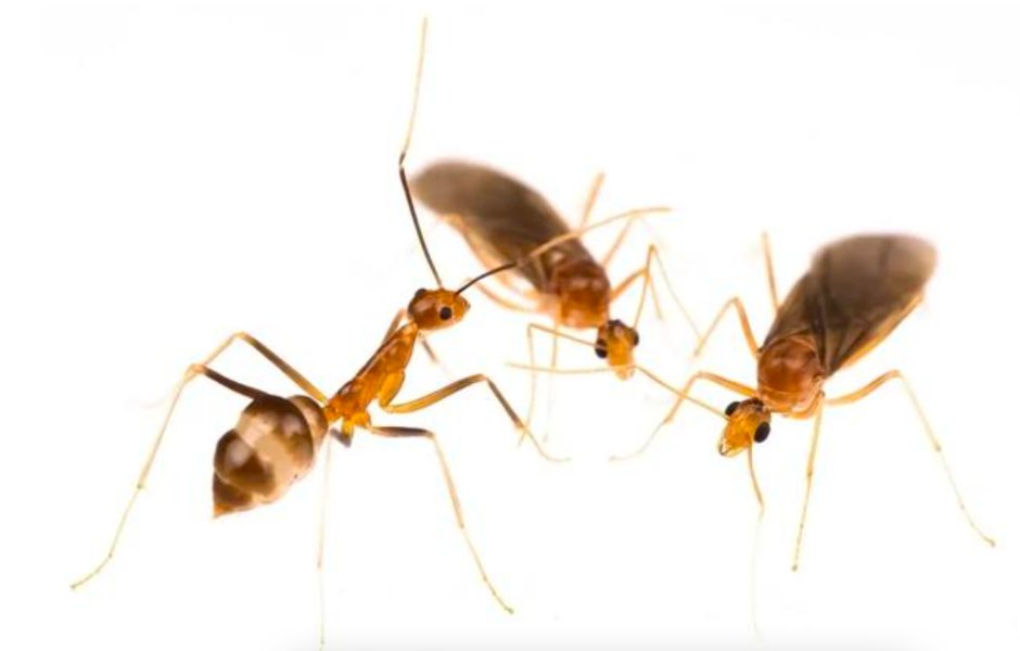 🚨 Open PhD position in our lab at @uni_mainz_eng, @Social_insects, Germany 🚨 Ant chimeras🐜, genomics, and cell biology blogs.uni-mainz.de/fb10-evolution… Deadline: May 11