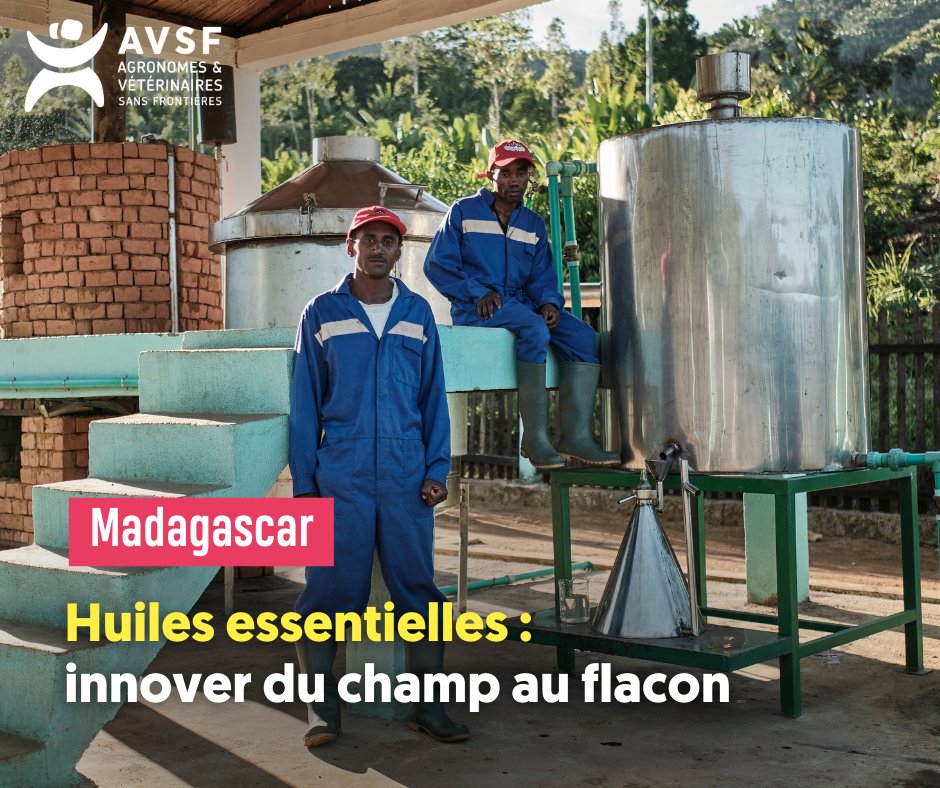 🇲🇬 Dans l’est de #Madagascar, AVSF mène avec les communautés paysannes des initiatives novatrices axées sur la transformation d’huiles essentielles pour combattre la #pauvreté et créer de l’emploi et des perspectives d’avenir 🔎 avsf.org/huiles-essenti…