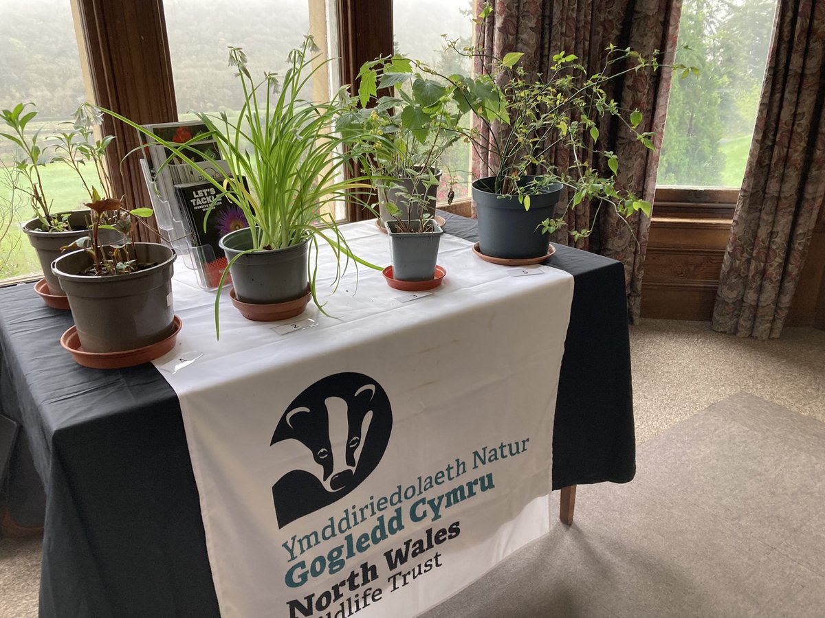 Dr Tomos Siôn Jones (@tomosjones92) on Twitter photo An #InvasiveSpecies and #GardenEscapers ID test always gets dialogues going! A talk today for the Welsh Historic Gardens Trust in North Wales on behalf of <a href="/North_Wales_WT/">North Wales Wildlife Trust</a> An #InvasiveSpecies and #GardenEscapers ID test always gets dialogues going! A talk today for the Welsh Historic Gardens Trust in North Wales on behalf of <a href="/North_Wales_WT/">North Wales Wildlife Trust</a>
