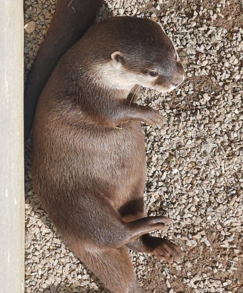 One of the cute otter pups sunbathing 🌞and so nice to see one not covered in glorious mud!