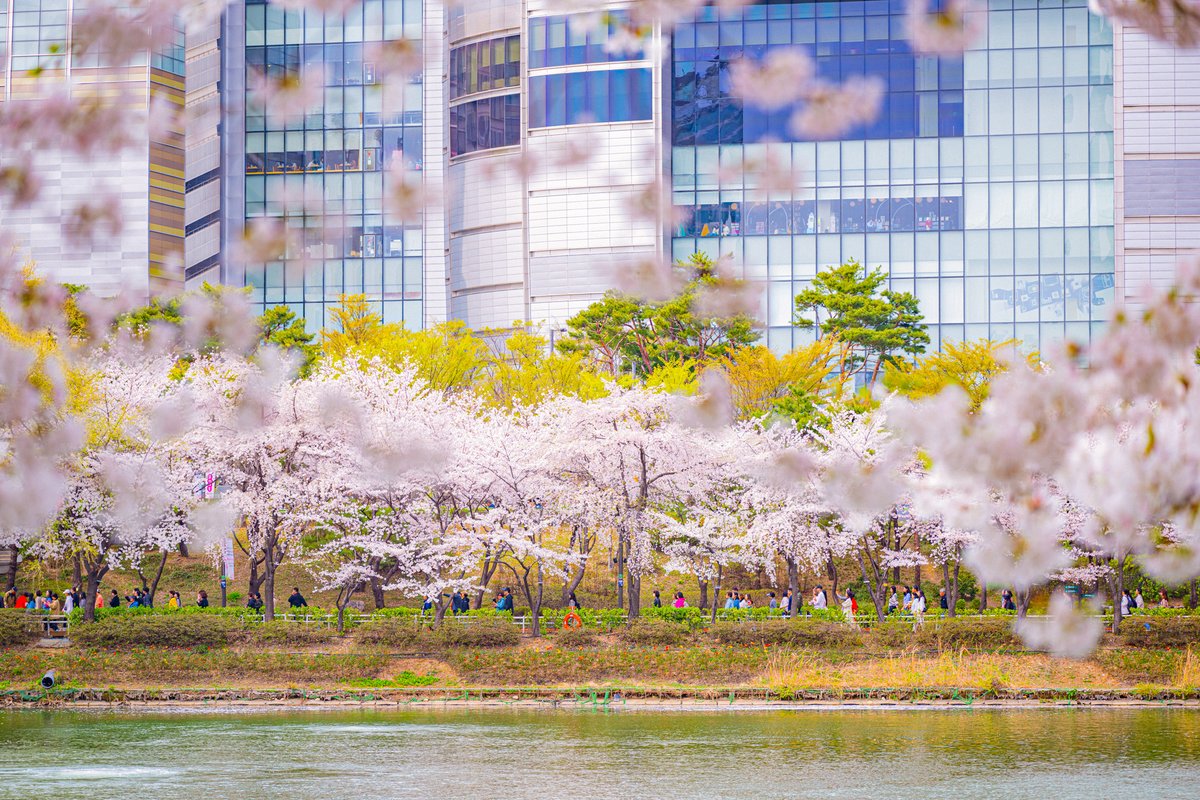 Spring in Seoul begins with cherry blossoms at Seokchon Lake. The colorful cherry blossoms around the lake will make you feel like you are in a fairy tale, for an unforgettable experience.🌸 📍Seokchon Lake: tinyurl.com/yrbbfk89#visit… #spring #cherryblossom #SeokchonLake