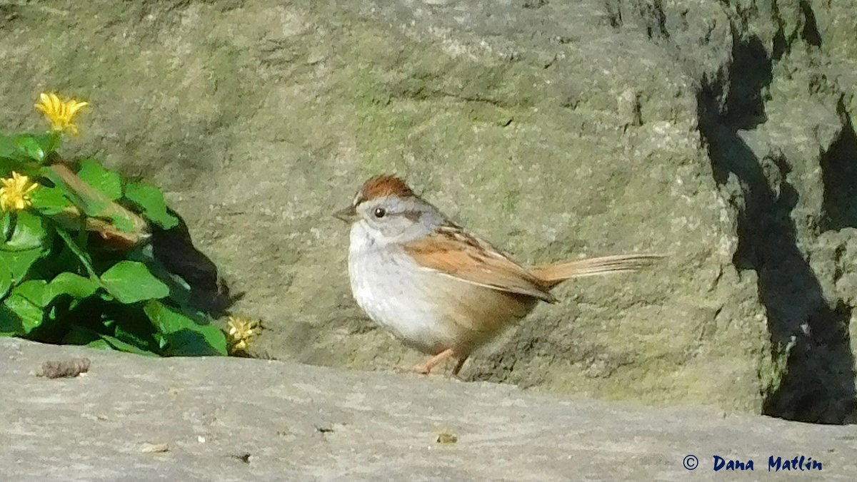 Adorable Swamp Sparrow in the Central Park Loch on Tuesday. #birdcpp #birding #birdwatching #BirdsSeenIn2024 #BirdsSeenIn2024 #birdphotography #NaturePhotography #centralpark