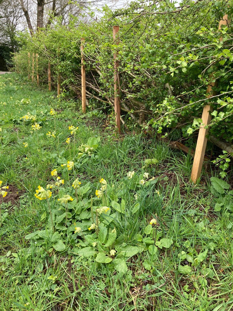 Fantastic to see the hedge laid by volunteers last autumn at the Crook o' Lune coming back so well! (Training provided by Lancashire &amp; Westmorland Hedge Laying Assoc.) And the wildflowers look fab too 😀.
📸Hermitage Field Community Meadow