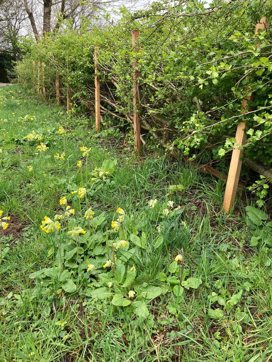 Fantastic to see the hedge laid by volunteers last autumn at the Crook o' Lune coming back so well! (Training provided by Lancashire & Westmorland Hedge Laying Assoc.) And the wildflowers look fab too 😀. 📸Hermitage Field Community Meadow