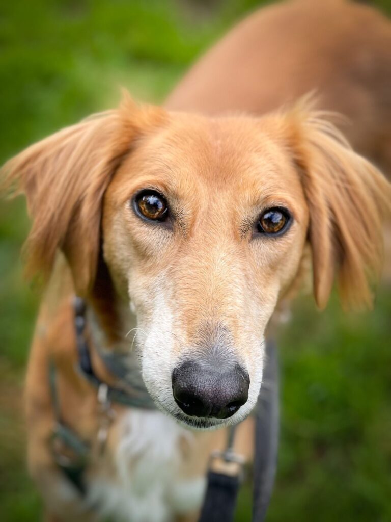 #forgottensoulshour Trapeze needs a very special home, only apply if you have a quiet adult home, NO visiting children, a very large secure garden, she cannot go out for walks, you'll need frequent visits to Somerset kennels to bond with her, all info from @ForeverHoundsUK
