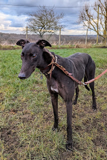 #forgottensoulshour Boris is a small Greyhound but is quite strong, this should improve with regular walks, he's a happy boy who loves everyone and his food, more info/adopt him from @Whitthounds UK email wkretiredgreyhounds@gmail.com