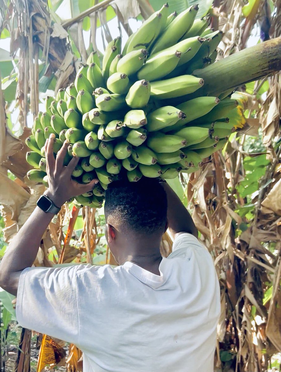 I grow , you eat. 

              Isn’t that amazing?? 

#youth #grants #agribusiness #smallscale #banana #matooke