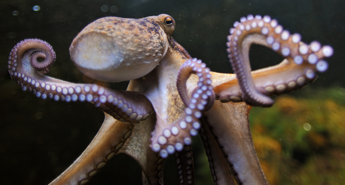 10 of the Best Books about Octopuses. Or Octopi. Or Octopodes. Whatever You Call Them. bookriot.com/best-octopus-b… #Nonfiction