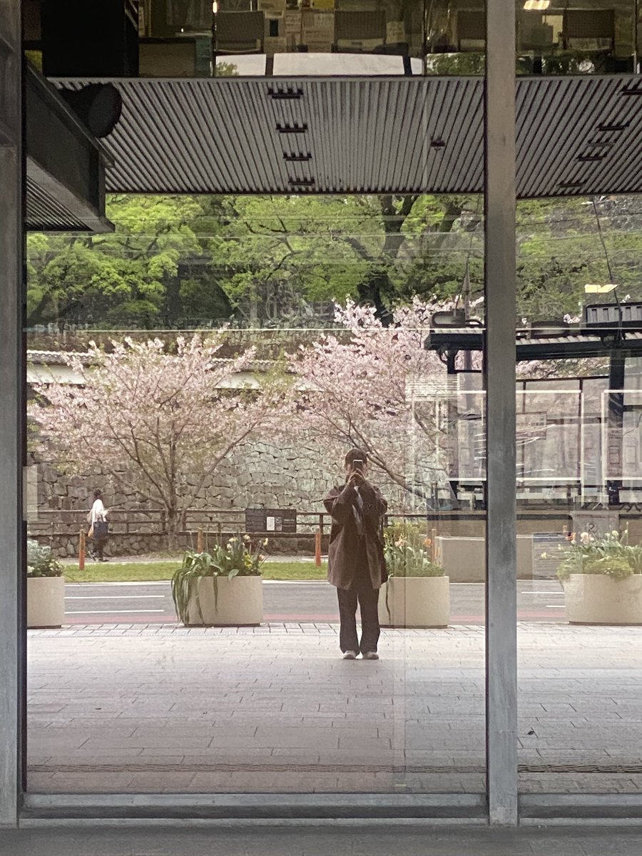 出勤前に、桜が綺麗過ぎて📸