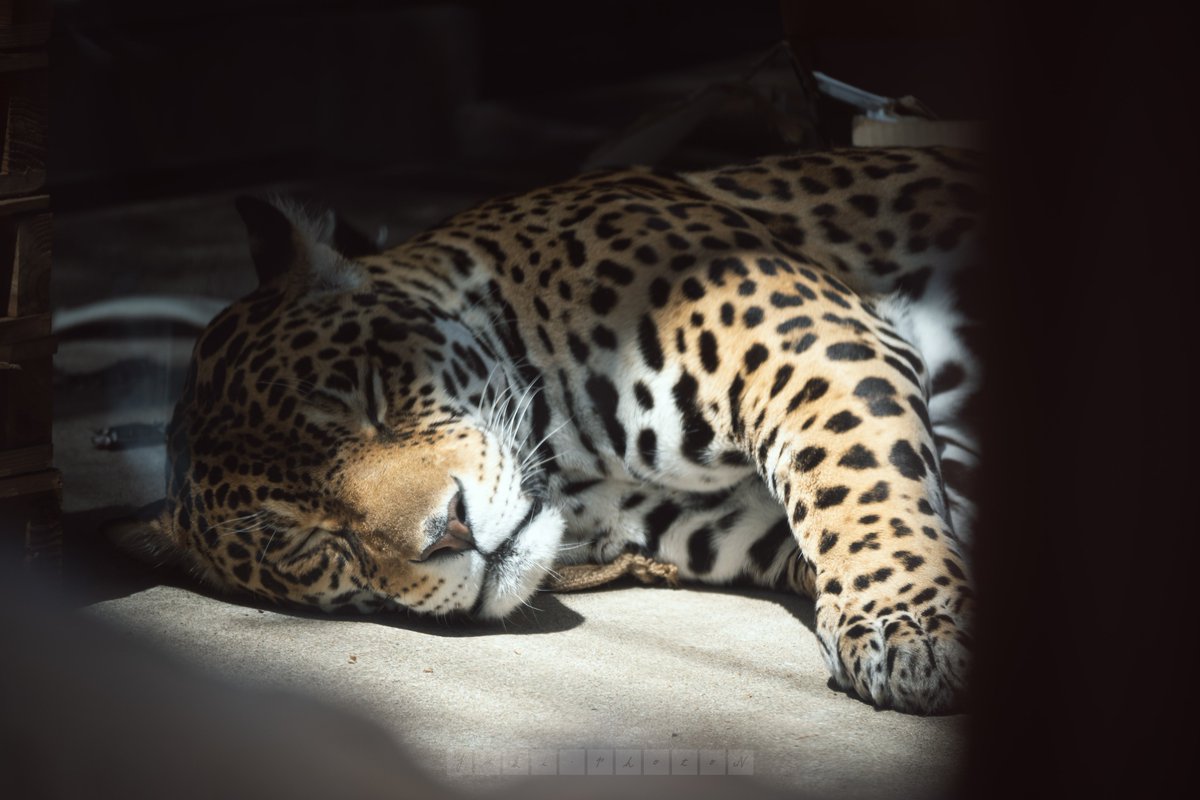 気持ちよくお休み中のジャガー 横構図

 #天王寺動物園
 #ジャガー
