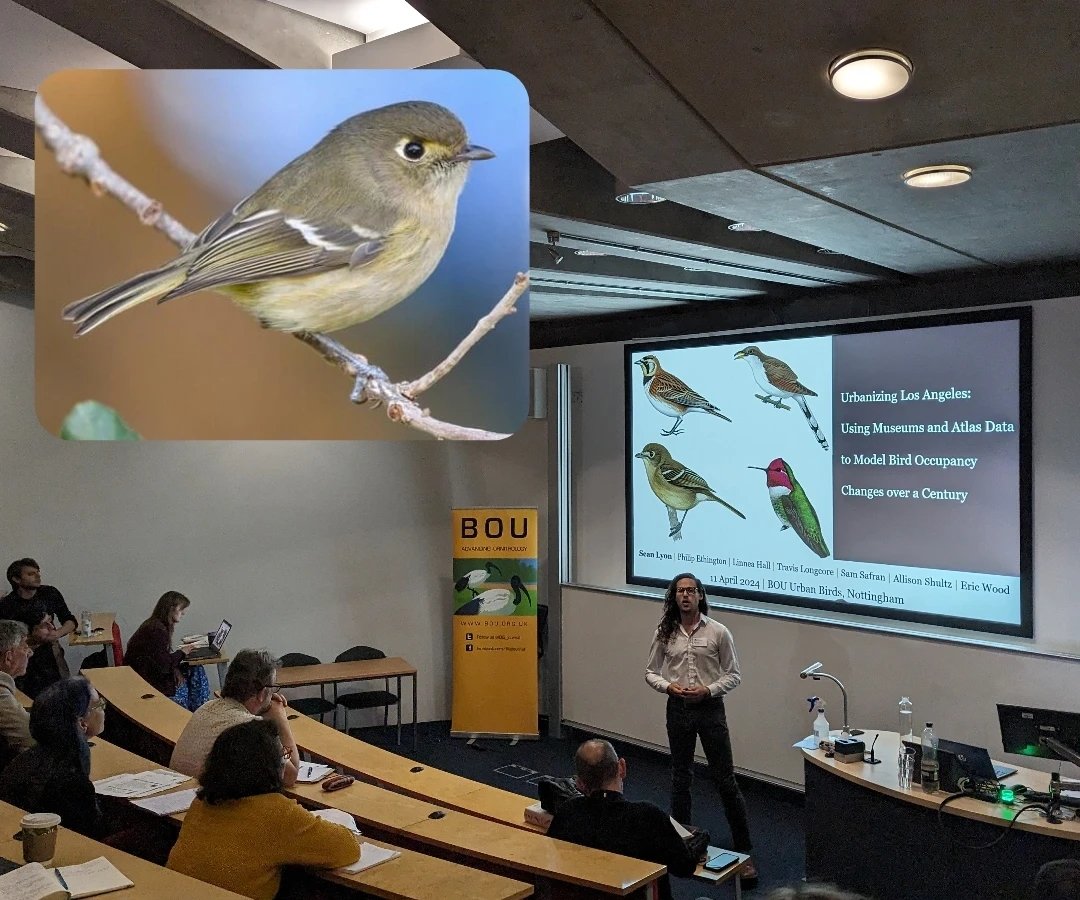 'The spirit of the live oak tree'- lovely description of Hutton's vireo in 1919. @slay_none uses historical + contemporary ecology data to show how built spaces impact species differently & urban conservation planning should tailor to specialist species. More oak please! #BOU2024