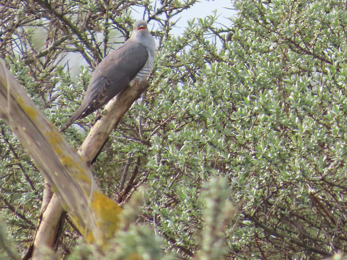 First time in my life that I've been personally serenaded by a cuckoo. This bird on sea buckthorn fringe between saltmarsh and beach in Cleethorpes, near Grimsby, at 10.15am today.