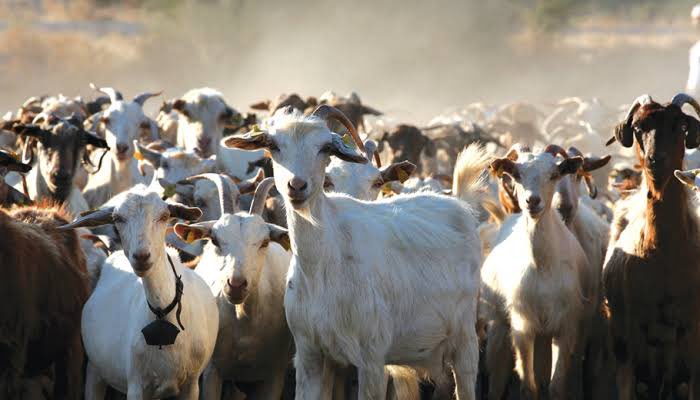 Gezen keçi ağız sütü (colostrum). A vitamini (sarı rengi ordan gelir), E vitamini, kanser koruyucu Konjuge linoleik asitten (CLA) zengin. Doymuş esansiyel yağ asitleri, kolesterol açısından yüksek ve bu bakımdan da eşsiz bir gıdadır. İçerisinde enfeksiyonlardan korunmamıza…