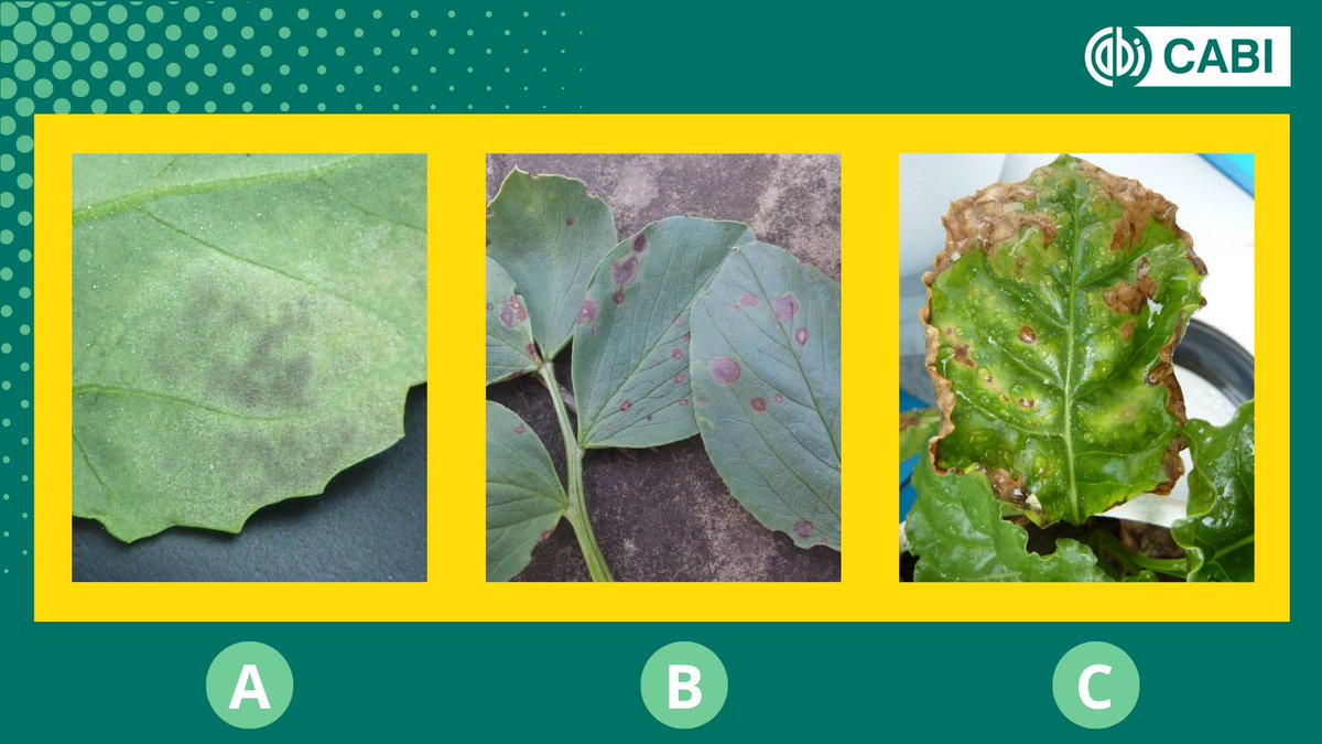 𝗧𝗲𝘀𝘁 𝘆𝗼𝘂𝗿 𝗸𝗻𝗼𝘄𝗹𝗲𝗱𝗴𝗲! 📚 Which of these images show 𝗟𝗲𝗮𝗳 𝘀𝗽𝗼𝘁? 🤔 A, B or C ? Comment your answer below 👇 #CABIquiztime
