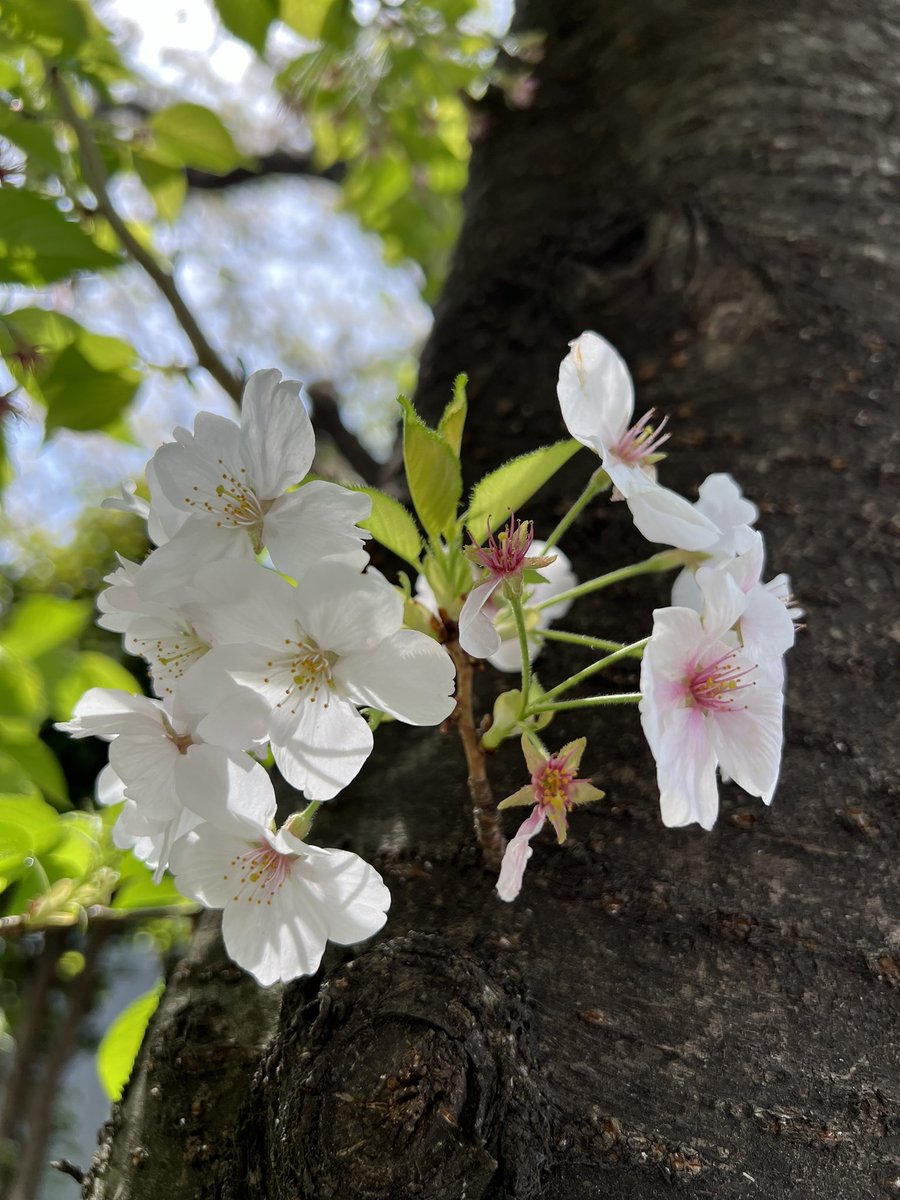 アラフィフでも #AWS認定 Solutions Architect – Associate（SAA-C003）に合格することができしました💮
無事、桜を愛でることができホッとしています。