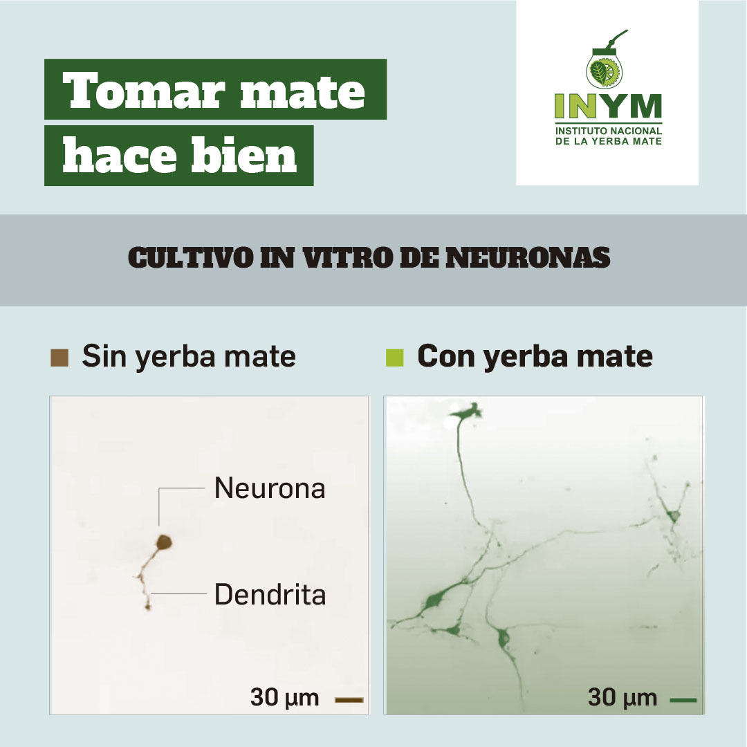 INYMArg's tweet photo. Validado por la ciencia, el mate es un aliado contra el Parkinson y ya se estudian más de sus propiedades benéficas para la salud. #DiaMundialDelParkinson #mate 
https://t.co/BOCezofvU0 https://t.co/pLssctKvOq