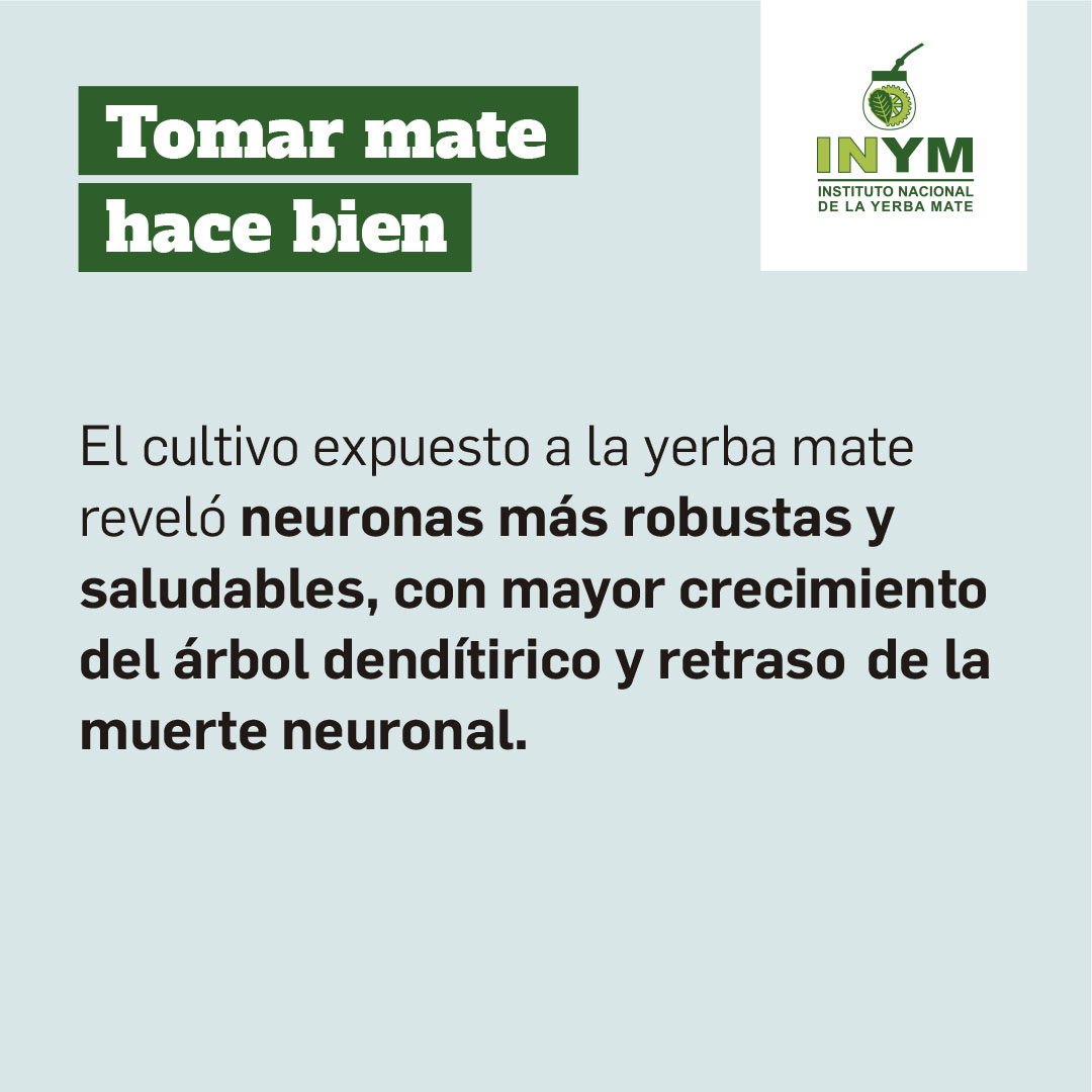 Validado por la ciencia, el mate es un aliado contra el Parkinson y ya se estudian más de sus propiedades benéficas para la salud. #DiaMundialDelParkinson #mate 
inym.org.ar/noticias/inves…