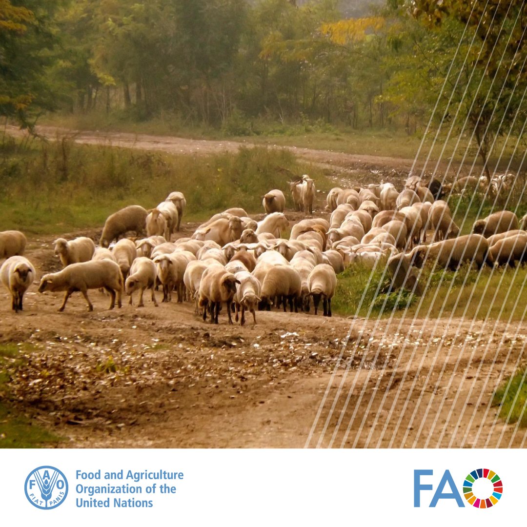 #DYK UNESCO Recognizes the shared cultural heritage of two transhumance traditions. Transhumance promotes social inclusion, strengthens cultural identity, counters rural depopulation & more 👉 bit.ly/48cNmUL