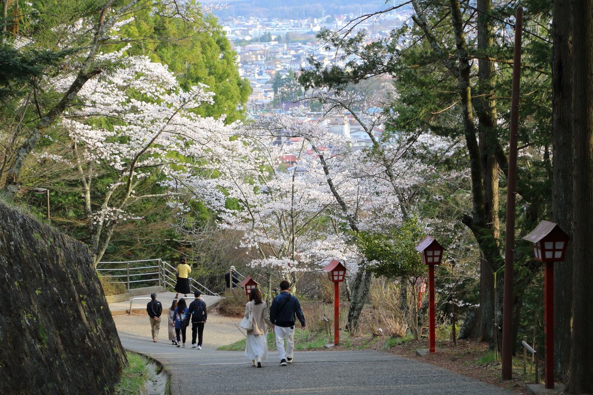 新倉山浅間公園の桜は８分咲きとなり、この週末に満開を迎えそうです。

週末は晴れて、気温も20度を超える予報となっているので、絶好のお花見日和になりそうです。

ちなみに日曜日は北富士演習場の火入れがあり、灰で空が霞むと思うので、できれば土曜日がお勧めです。

#桜 #新倉山浅間公園