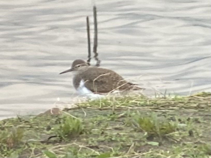 Highlights of a visit to Clifton Pits this morning; 3 Black-tailed Godwit still present, 2 Common Sandpiper, 2 Curlew, 2 Red Kite over, 2 singing Whitethroat & a Sedge Warbler. Canada Goose still guarding eggs despite nest succumbing to the latest rise in the water levels.