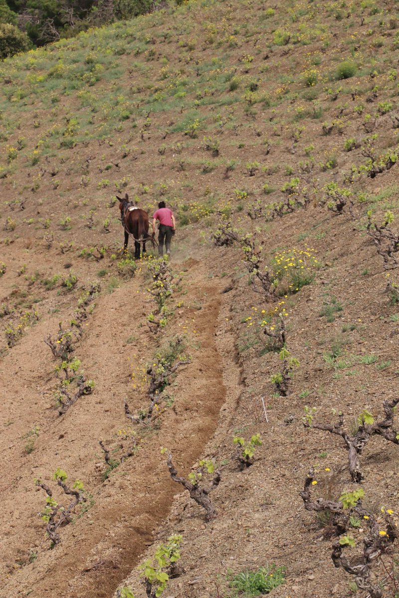 Nano y Lluís labrando el centenario ‘coster’ y Gran Vinya Classificada (Grand Cru) Tossal d’en Bou 🍃 — #MasDoix #aWindowToMasDoix #MasDoixWinery #Poboleda #Priorat