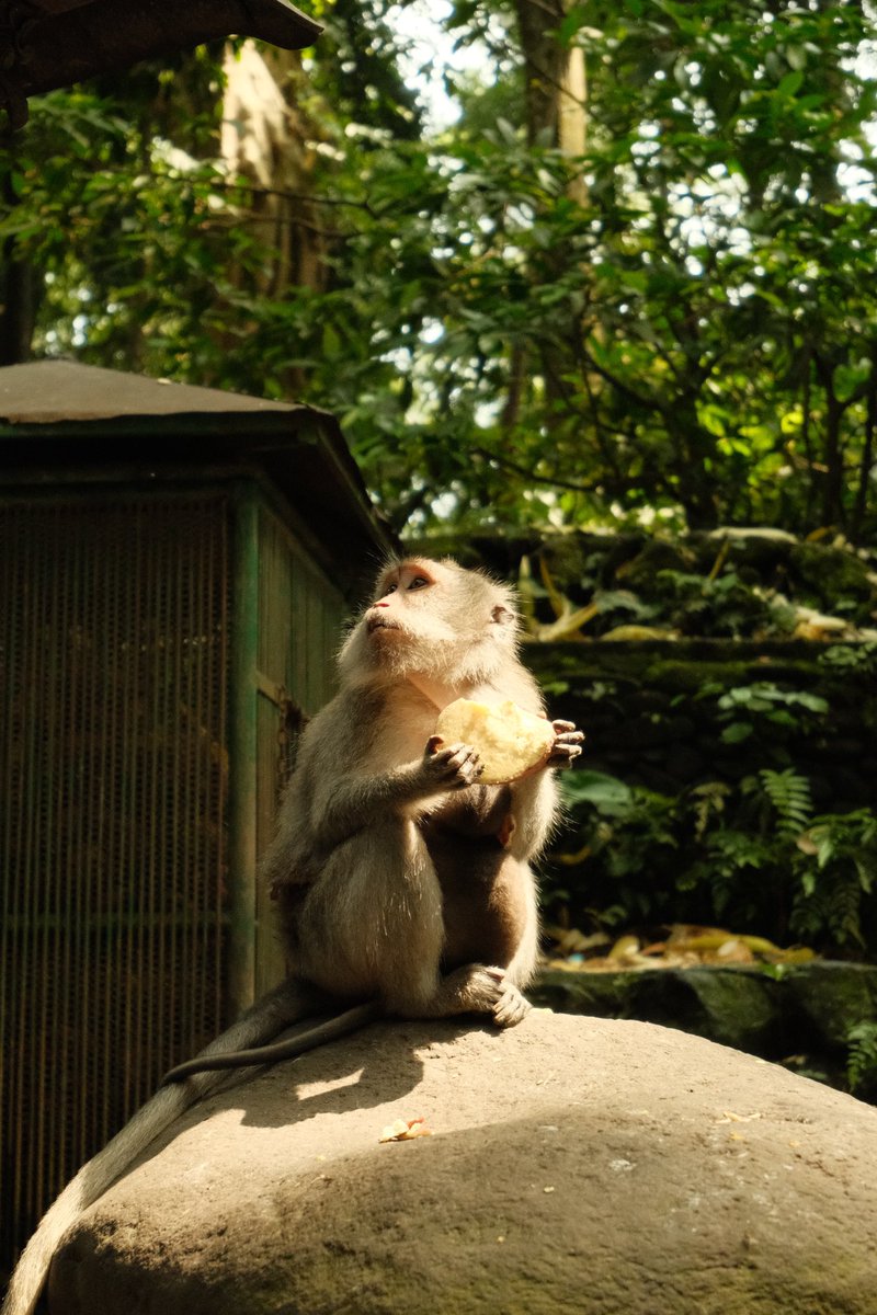 stopdotcom's tweet image. Bali 💙