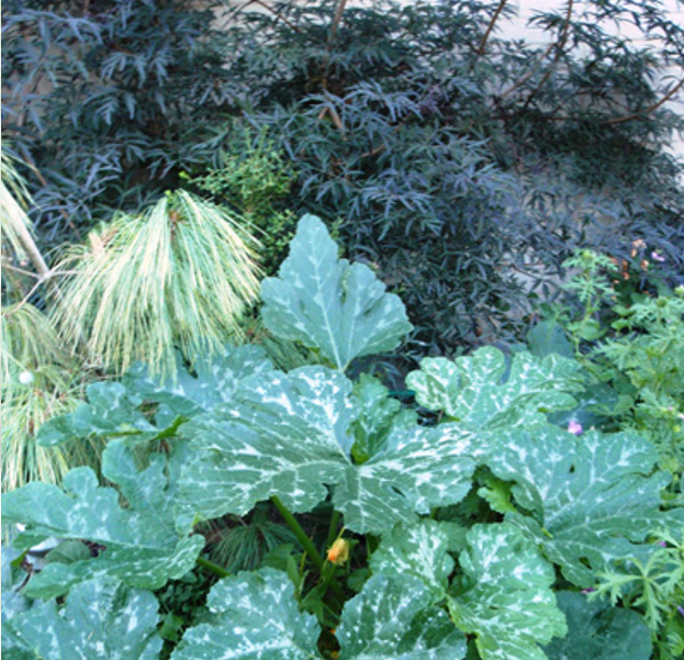 Tuesday, Apr 16, I'm speaking to the Georgetown Hort Society - 'An Appetite for Gardening: Incorporating Edible Plants into the Traditional Garden'. A popular talk with a lot of traction. 
7:30, 11 Guelph St.. See you there! (Think about joining! They're a fun and vibrant group!)