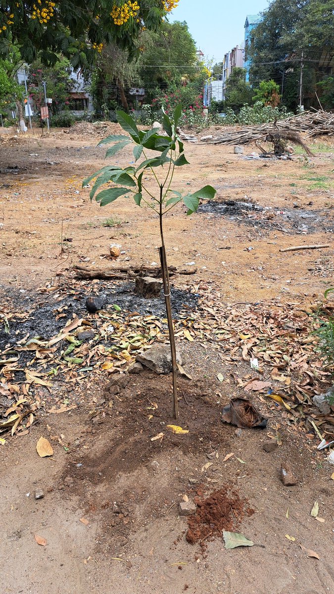 🌱 Excited to see this little sapling take root in our colony! Every tree planted is a step towards a greener, healthier planet. Let's nurture and protect it together. #PlantATree #Sustainability 🌳✨